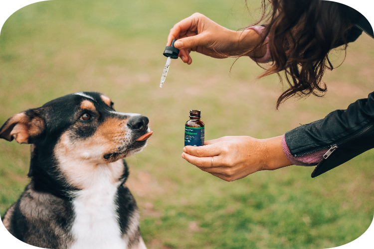 Femme donnant de l'huile de CBD à son chien
